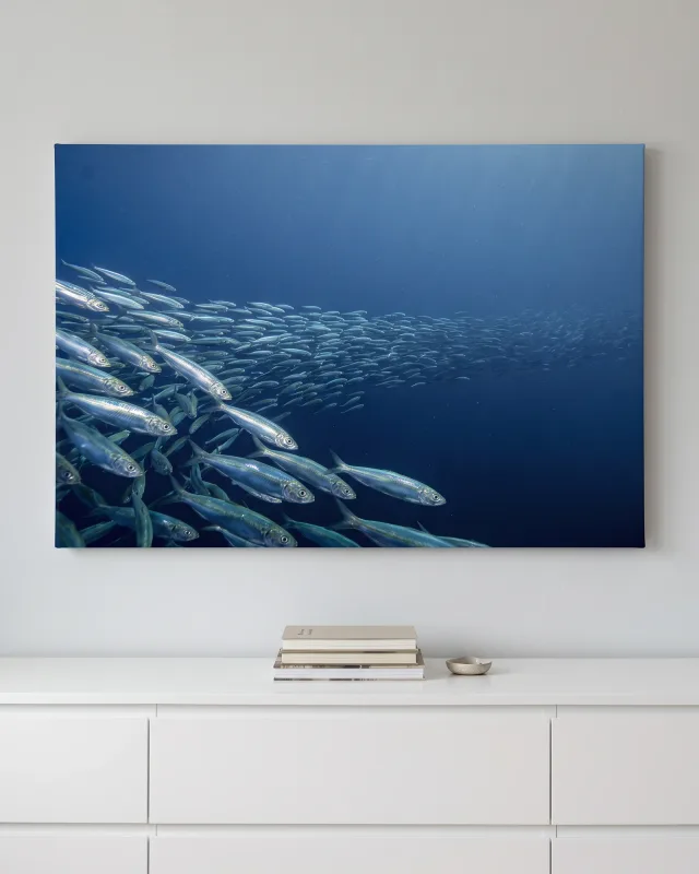 Leinwandbild – Silberne Fischschwärme im tiefblauen Wasser