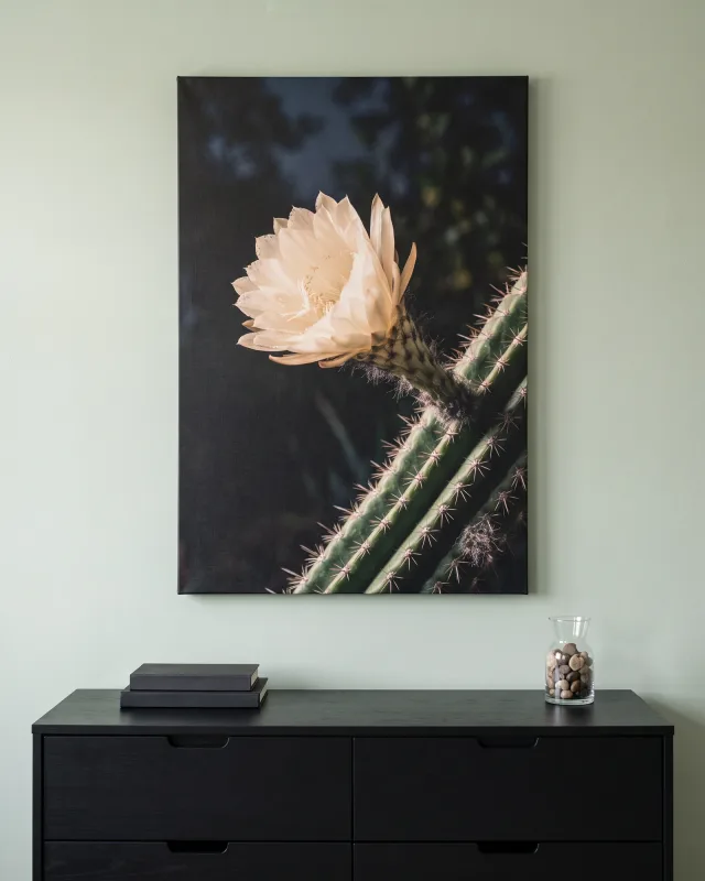 Leinwandbild – Cremeweiße Kaktusblüte