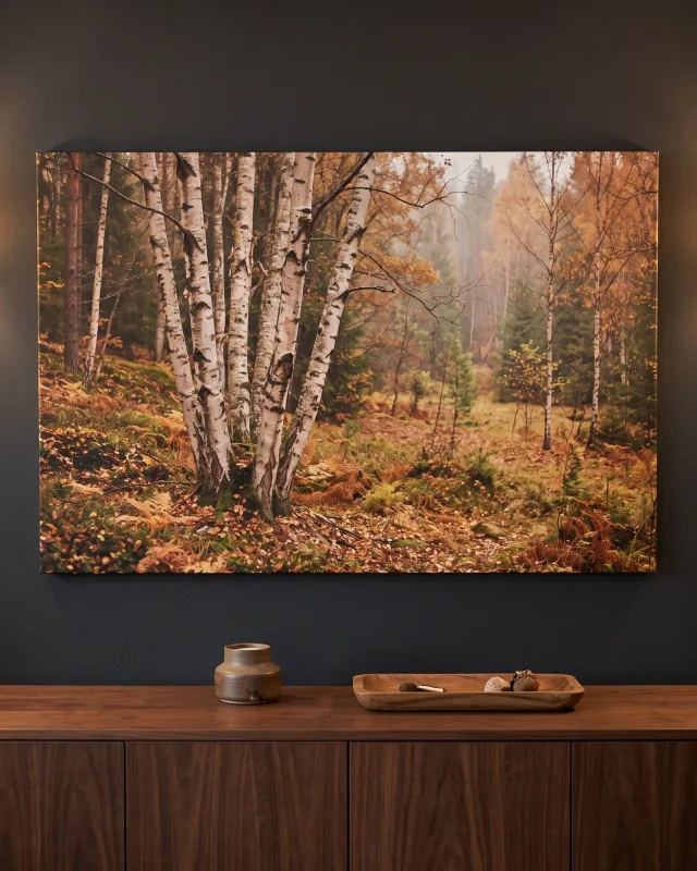 Leinwandbild – Mehrstämmige Birken im kupferfarbenen Herbstwald