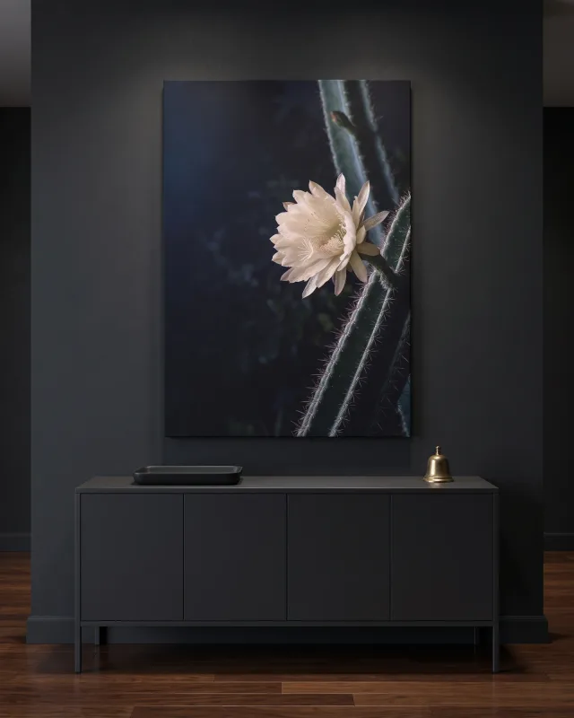 Leinwandbild – Nachtblühende Kaktusblüte